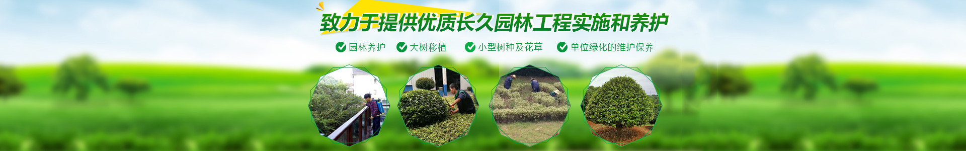 長沙市亮宇園林綠化工程有限公司_長沙園林養護|長沙大樹移植|小型樹種及花草哪里的好